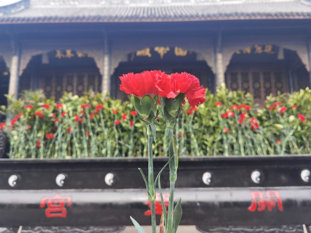 sangoku_fun's tweet photo. 昨日成都周辺で一番歴史の長い武庙（武聖関羽を祀るお寺）、五鳳溪古鎮にある「関聖宮」に訪ねた。

清の康熙時代に建て、約300年の歴史を持つ古いお寺。現在は四川省の文物保護単位。

普通のお寺と違い、ここは線香の代わりにお花を供える。関羽に赤いカーネーション、何かかわいい。

#関羽 https://t.co/s8OwFUtv19