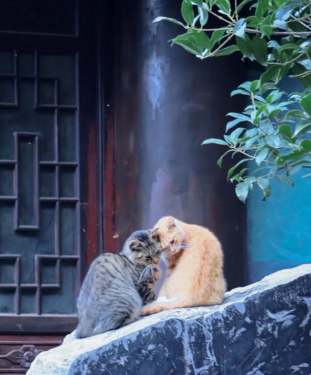 종남산(终南山)의 천년 고찰에는 고양이 요정들이 은거하고 있다. 이곳에 사는 사람들은 고양이들을 매우 잘 보살피고 있으며 고양이들은 그들만의 자유를 느긋하게 누리고 있다. #여기_섬서성 #일상 #자연