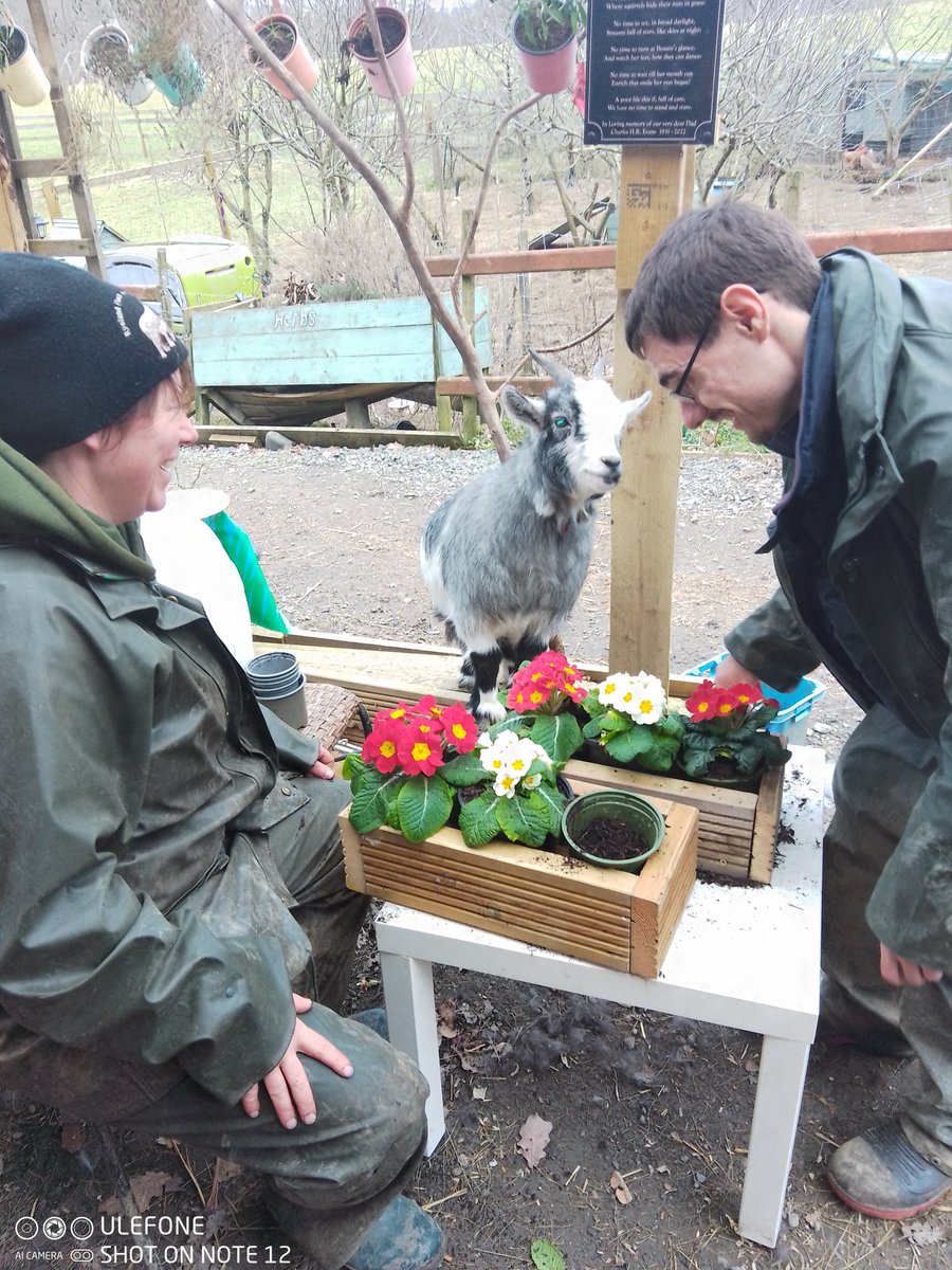 Today planting Primrose's with Tinkerbell pygmy goat. Such fun.....🥰 #Carefarming #Builth Wells