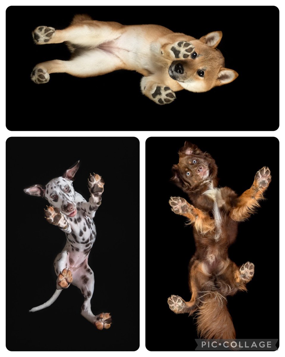 Underdogs! The Gloucester Dog Photographer Colin Crowdey captures amazing images of pets from underneath glass 🐾