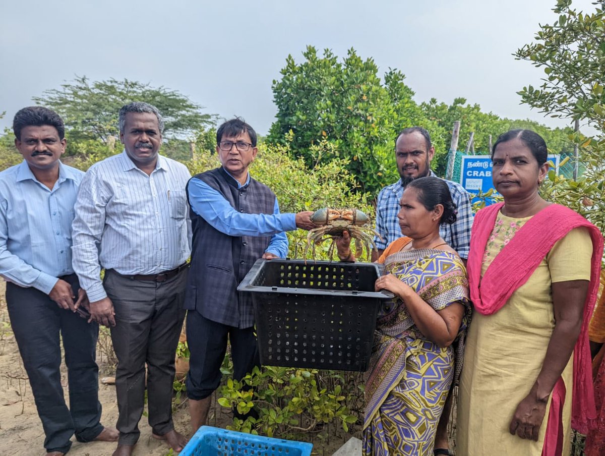 mssrf's tweet photo. Dr UK Sarkar, Director ICAR-NBFGR Lucknow, visited the #MSSRF #FishForAll centre's #crab-fattening unit in Mudasalodai #fishing village near #Pichavaram backwaters under the #Tribal #Development programme, & distributed water crabs to 15 #Irular tribal #fisher families https://t.co/o2YyziWVw5