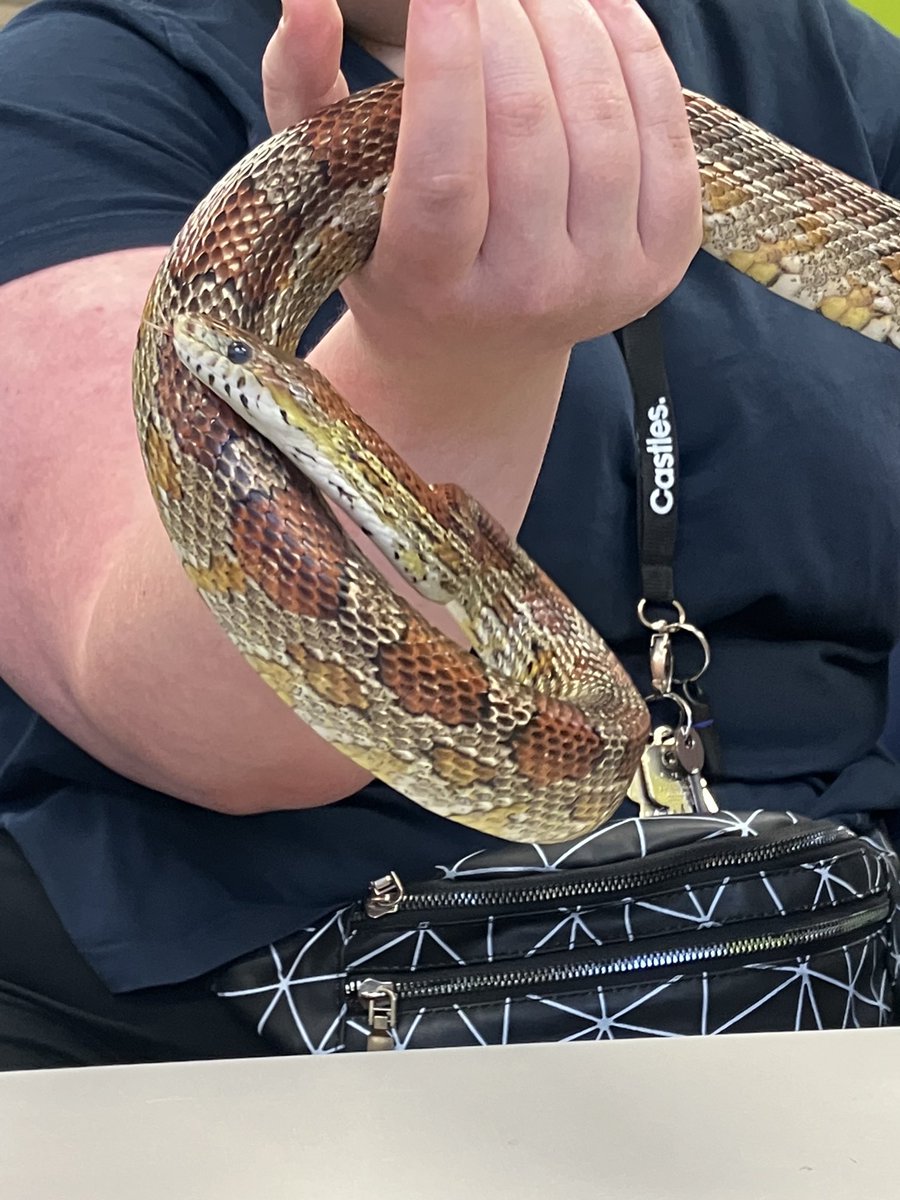 CastlesEducati2's tweet photo. Meeting a snake as part of our Offsite Learning. https://t.co/vi7iQ5cK1H