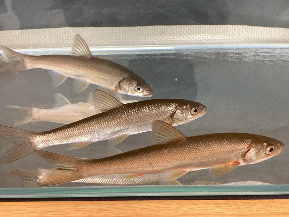 釣り行ってきました!
釣果
メバル5 アナゴは釣れずでしたт т
生け簀的な場所に移して観察中