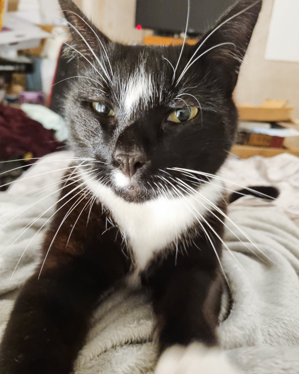 Ashleys Merwin Kitty tweet media