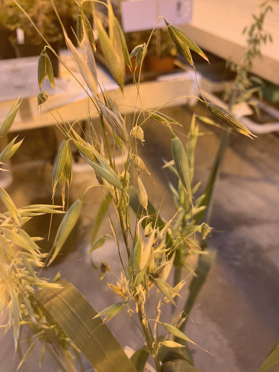 Another day of torturing poor oats in the name of science. Control vs fusarium-inoculated spike - can you spot the difference? 😷#fusarium #oat