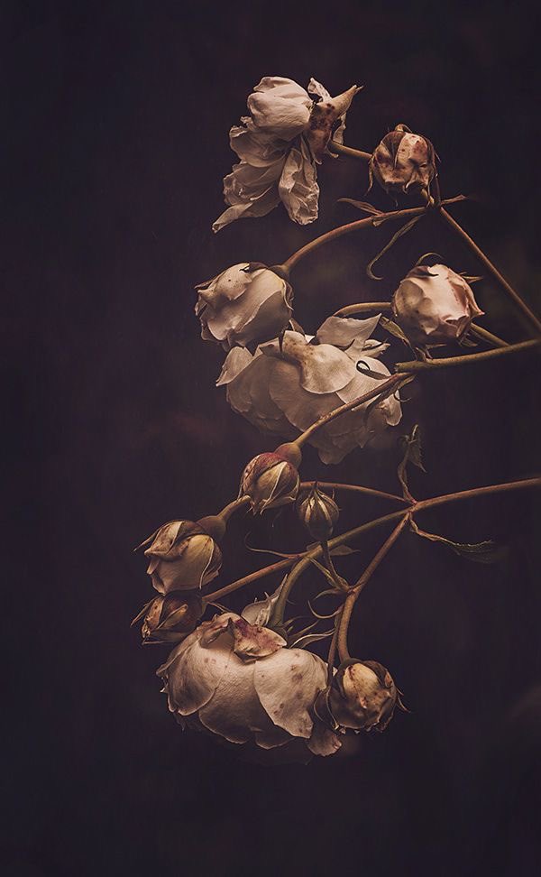 عنادية ❍❥ْْ.• tweet media