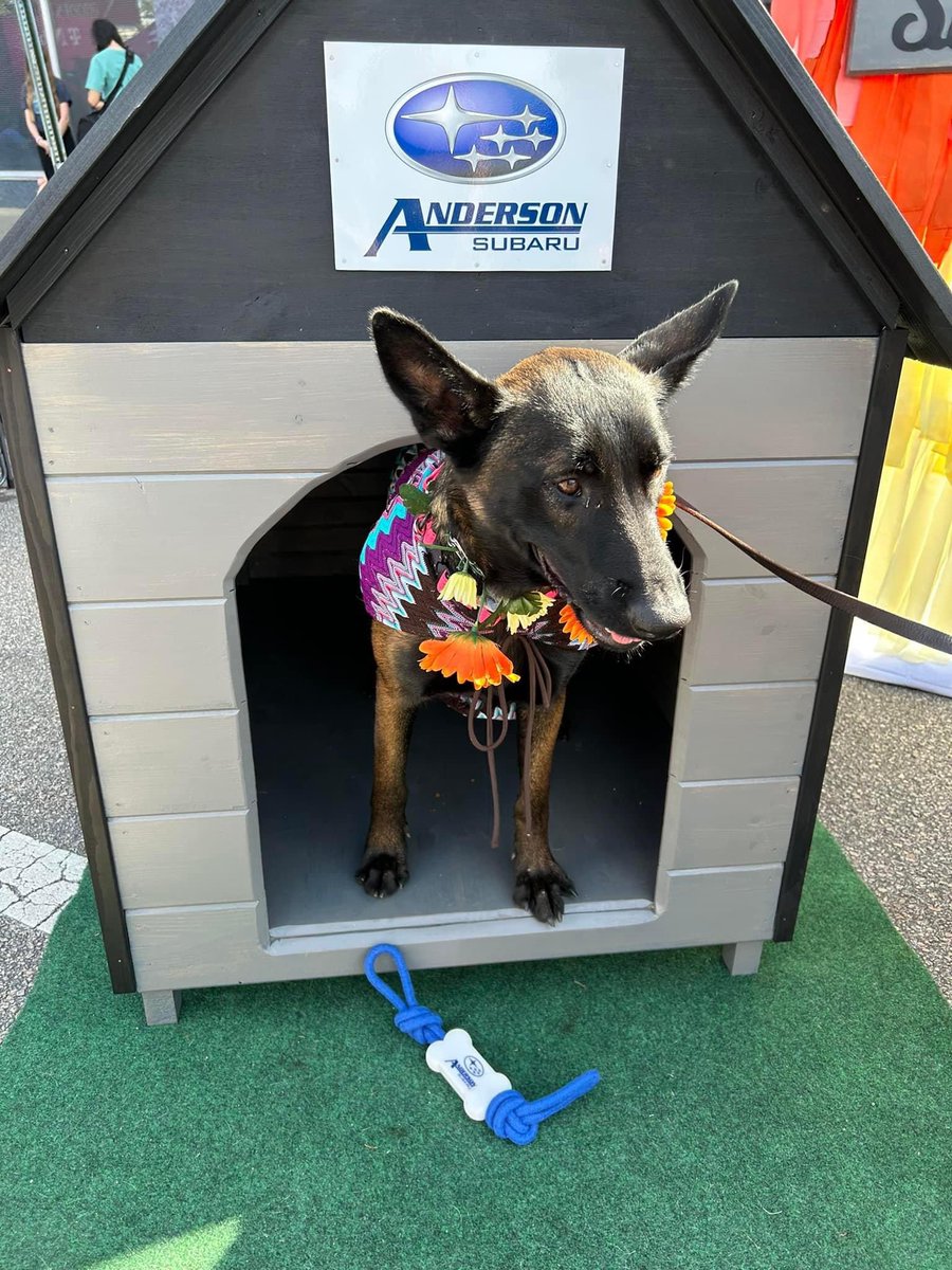 Anderson_Subaru's tweet photo. Anderson Subaru had a blast at Pensacola’s Pawdi Gras year 2️⃣!
Thank you WolfGang Pensacola for letting us be your Automotive Sponsor again!
https://t.co/IaFzjz0TgE
#SubaruLovesPets #andersonsubaru #Subaru #pensacola #visitpensacola #adoptionevent #petsofpensacola https://t.co/FrAwT5TddM