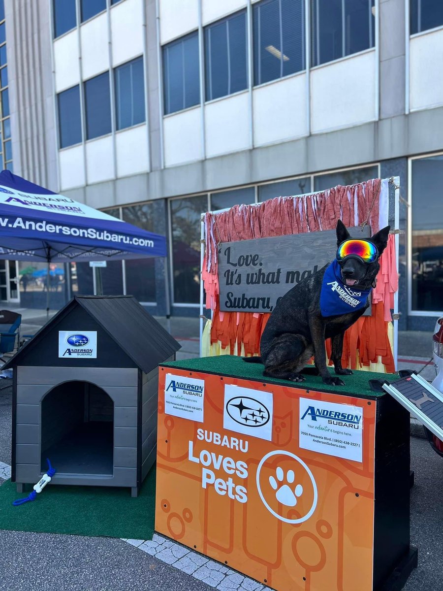 Anderson_Subaru's tweet photo. Anderson Subaru had a blast at Pensacola’s Pawdi Gras year 2️⃣!
Thank you WolfGang Pensacola for letting us be your Automotive Sponsor again!
https://t.co/IaFzjz0TgE
#SubaruLovesPets #andersonsubaru #Subaru #pensacola #visitpensacola #adoptionevent #petsofpensacola https://t.co/FrAwT5TddM