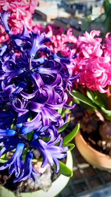 花言葉 の評価や評判 感想など みんなの反応を1時間ごとにまとめて紹介 ついラン