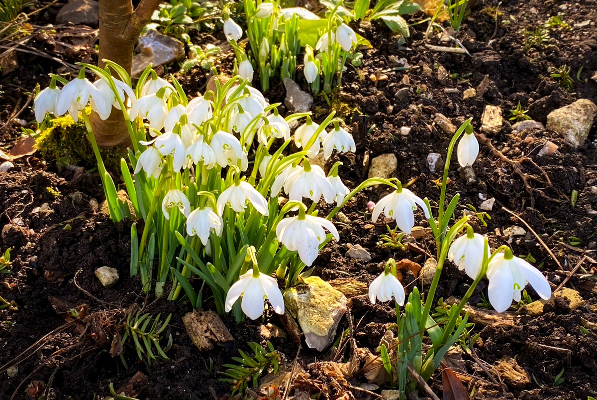SudAngleterre's tweet photo. Bon #LundiFleuri ! Les premiers perce-neige ont percé le sol de #Uppark dans les #SouthDowns
> https://t.co/vP0pI2rHf2
.
.
.
#TheGreatSussexWay #ExperienceWestSussex #DestinationAngleterre #NationalTrust #VisitSouthEastEngland #LoveGreatBritain #FrenchMoments https://t.co/C5tgIxESyG