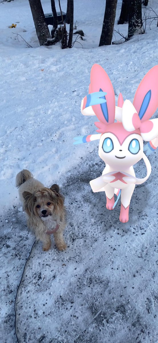 flaggermuslort's tweet photo. Taking my babies for a walk 😽
#pokemongo #pkmgo #sylveon #dog https://t.co/qlWiUCYdSz