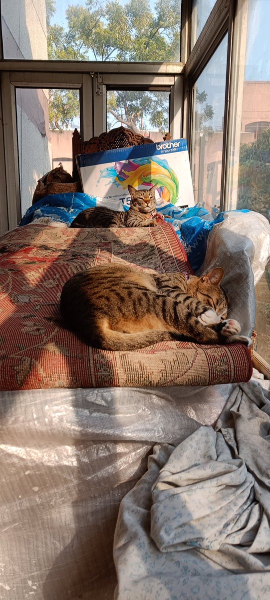 KittuTheTabby's tweet photo. Afternoon nap in the sun
#cats_of_instagram #catsofweek @catsofinstagram #catsoftwitter #catstagram #catsnap #catsnapping #catsnappingtogether #catsinthesun #catsinstagram #catsarethebest #catsarefamily #catsareforlife #petsareforlife #petsarefamily #adoptdontshop https://t.co/YmRqqFqk05