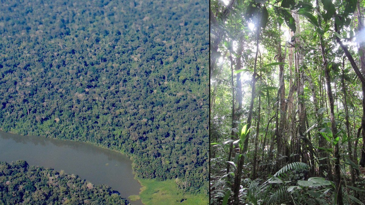 UCCUAM's tweet photo. 📣 La diversidad y heterogeneidad de especies de árboles es mayor cerca del #ecuador

📌 Los hallazgos de un estudio liderado por investigadoras/es de @biologia_uam ayudarán a conocer y proteger la #biodiversidad en estos ambientes remotos y diversos

▶️ https://t.co/nBgGHI8ISY https://t.co/vruyZqXbpr