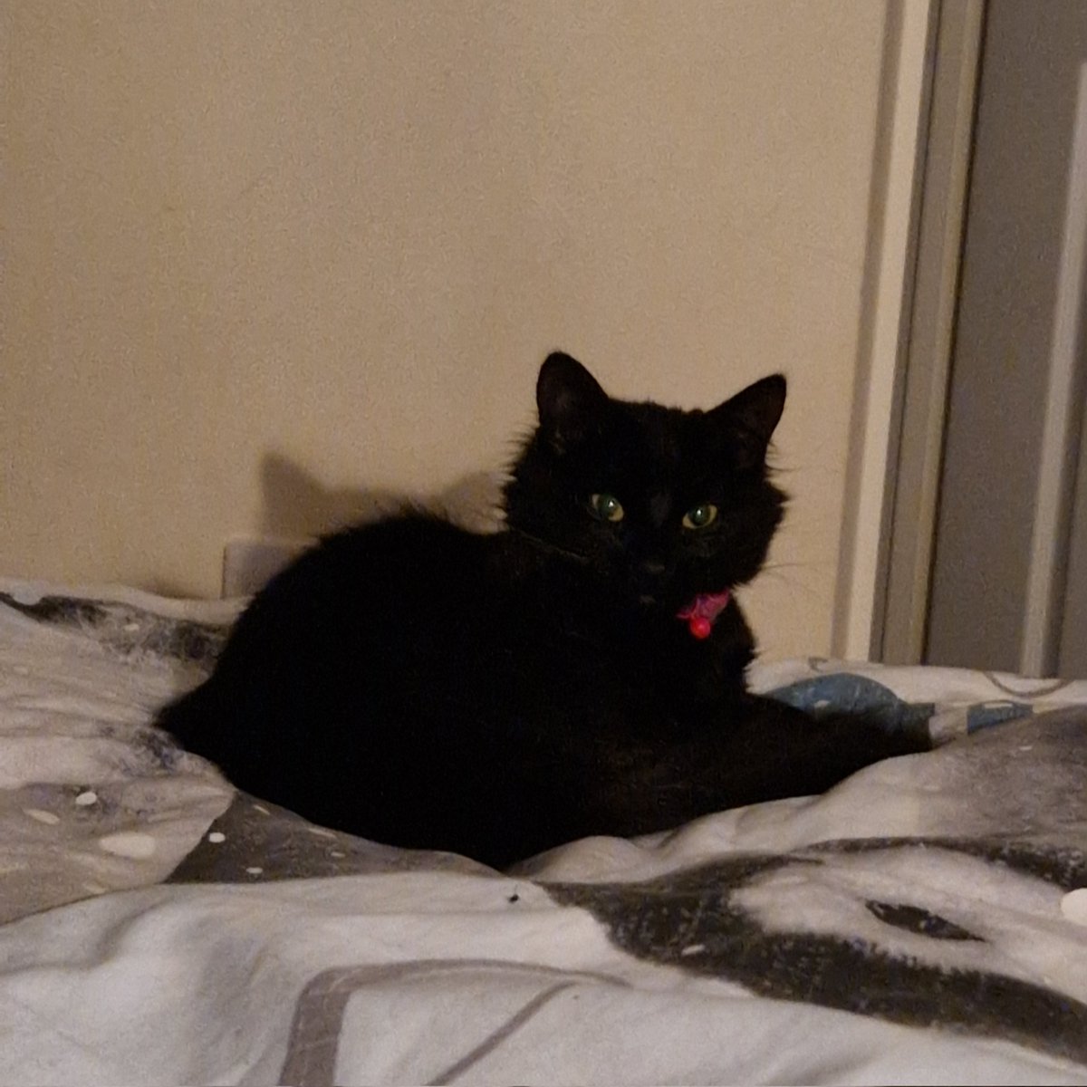 Apar3cium's tweet photo. If looks could kill.... #CatsofTwittter #BlackCats https://t.co/uCajvnVe1i