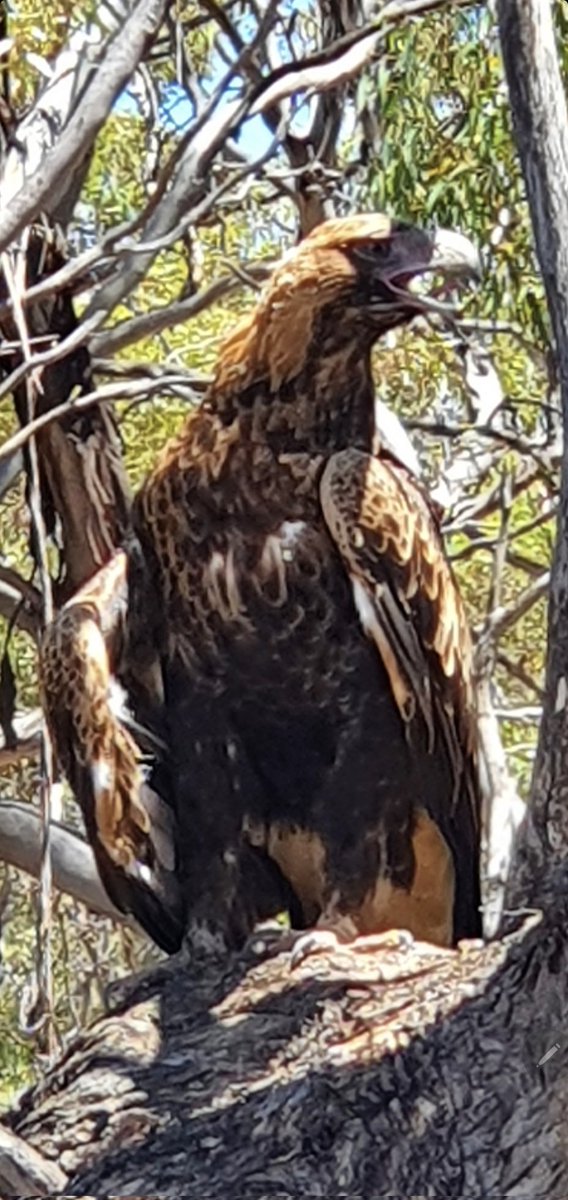 Aidan Dolphin tweet media