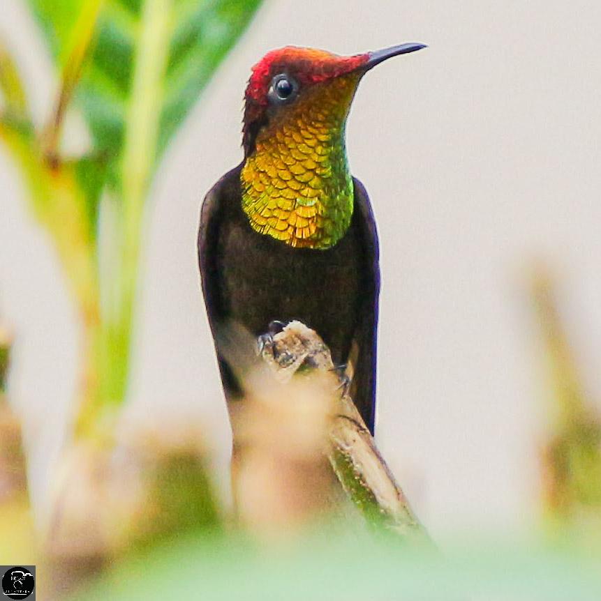 bri_alcan's tweet photo. #rubytopaz
#male
#hummingbirdphotography #hummingbirdsoftrinidadandtobago #hummingbirdlovers
#colibri
#best_birds_photography #colibri #wildlifephotography #naturephotographer #BirdsSeenIn2023 https://t.co/3EkLSOxcxr