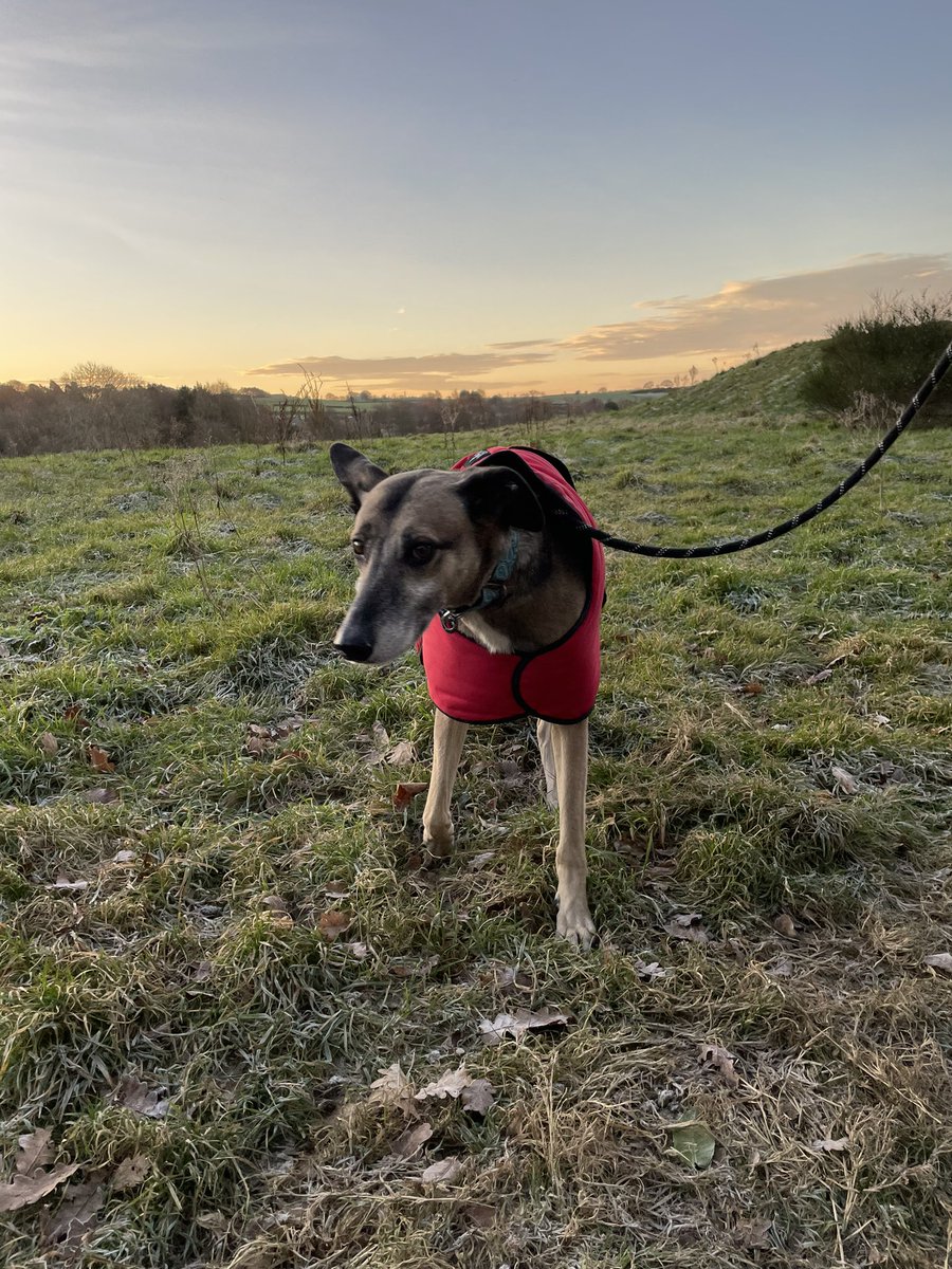 CGundo's tweet image. After losing our beloved spaniel Alfie in December it just hasn’t been the same without a dog in the house. 
Nobody will ever replace him but we’re helping to fill the void by fostering this lovely lurcher called Cracker ❤️🐶
#DogsOfTwitter