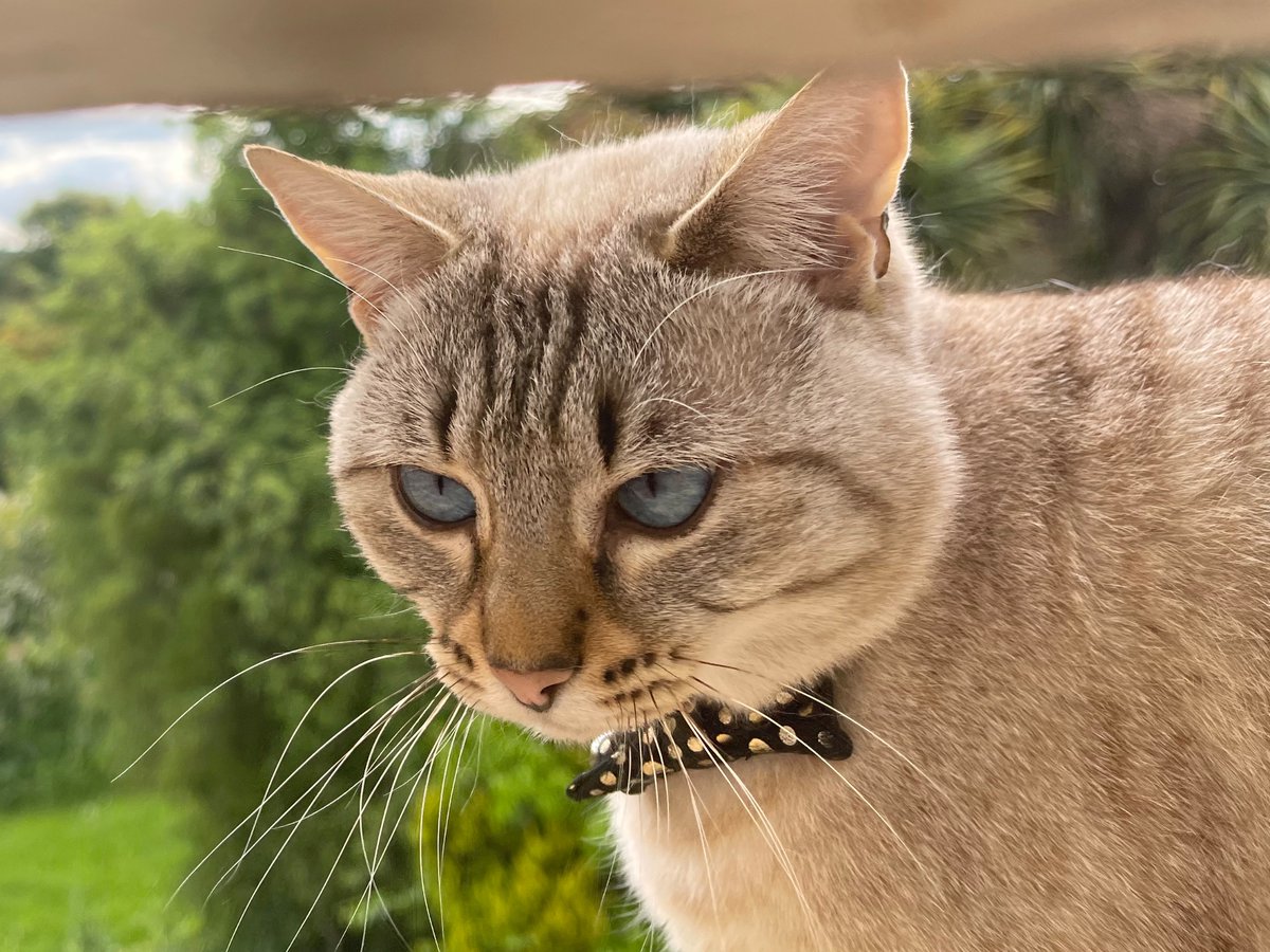 Lisa Templeton from Denheath tweet media