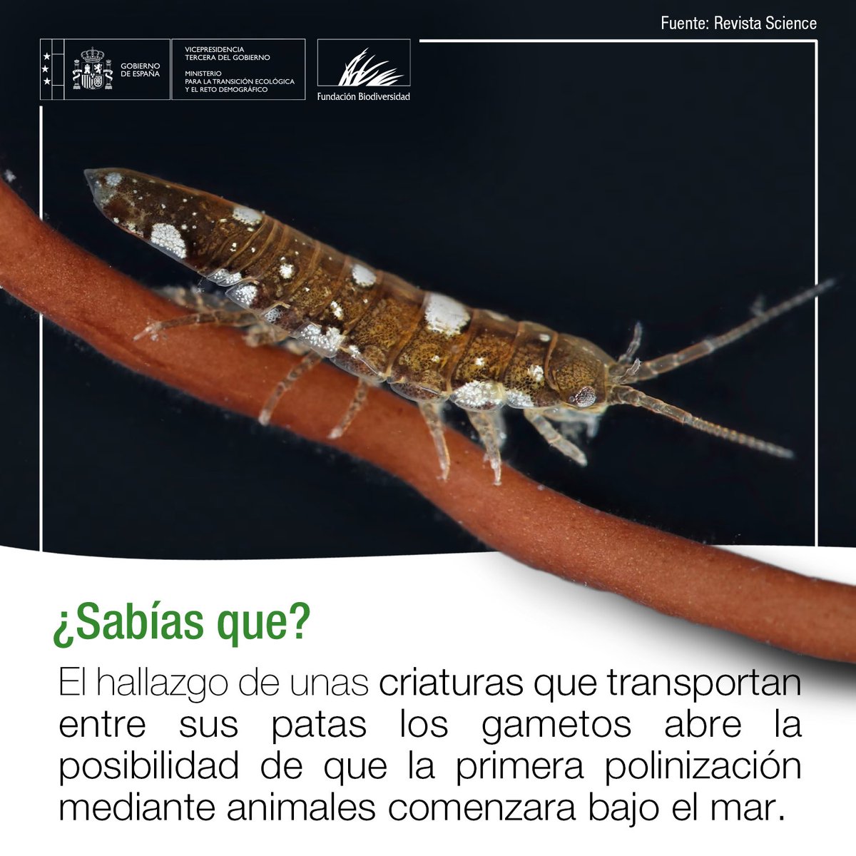 FBiodiversidad's tweet image. ¿Sabías que en el mar también existen polinizadores?

🌊 Investigadores han descubierto que un pequeño crustáceo (Idotea balthica) lleva entre sus patas las células reproductoras (gametos) masculinas de una alga roja hasta las femeninas de otra.

#SabíasQue