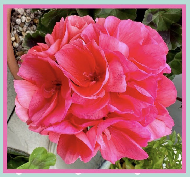 SamBobHaydon's tweet photo. “Be happy. Be bright. Be you.” Kate Spade

#DailyPositivity for #FeelGoodFebruary &amp; #pink #garden pics. 🙏💖 Happy Monday everyone. https://t.co/Ol5rsgXkCy