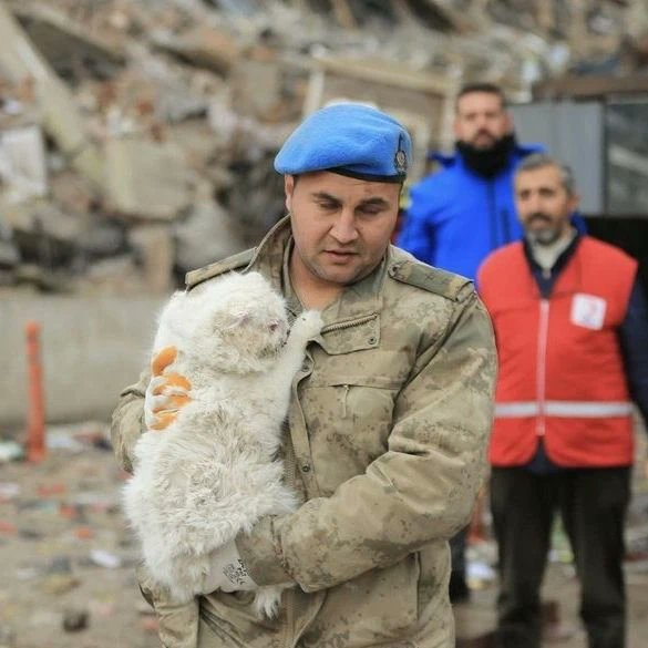 ArtCouppe's tweet photo. Enkazdan kurtarılan bir kedi.. https://t.co/4gLeQthgIx