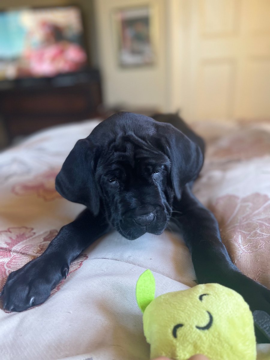 Lisa Templeton from Denheath tweet media