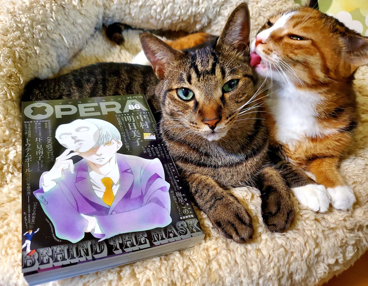 OPERA vol.86発売中です。猫エッセイ「麦と米 2匹の猫と暮らす日々」掲載されています。よろしくお願いいたします🐱🐱 https://t.co/QZjQDE20MF