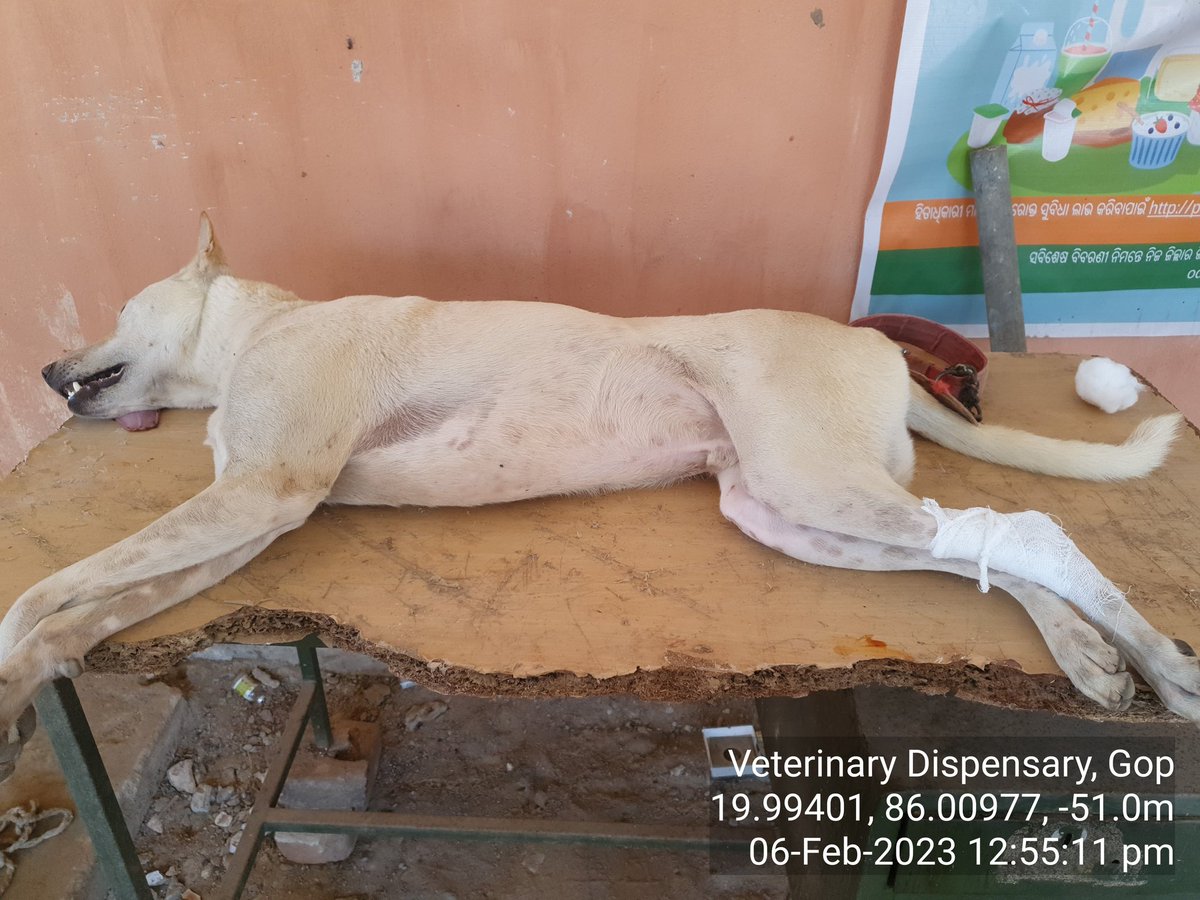 Working beyond the conventional VD timing!
Surgical removal of a stuck pet buckle to left gastrocnemius tendon (which was stuck since 4 days) of a Dog under General Anesthesia.
<a href="/dahvsodisha/">Directorate of AH&VS Odisha</a> @farddept <a href="/rajaaswain/">Ranendra Pratap Swain</a> <a href="/SecyChief/">ChiefSecyOdisha</a> <a href="/CMO_Odisha/">CMO Odisha</a>