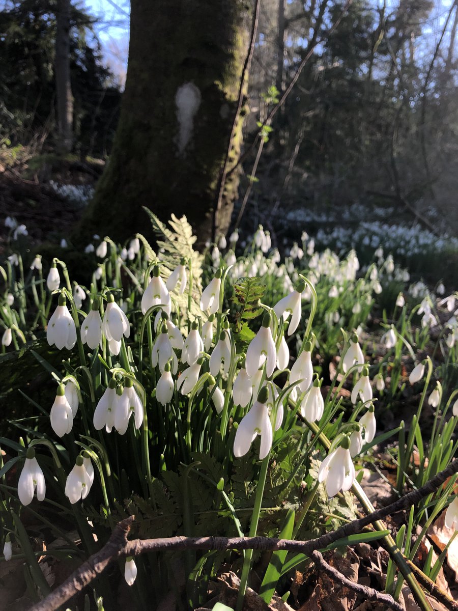 PKCTrust's tweet photo. Anyone spotted #snowdrops in #HighlandPerthshire yet? We'd love to know so we can update our #Perthshire #BigTreeCountry interactive map, thank you! 💮👍

https://t.co/skSVDT9aMN

#nature #flowers #winter #winterflowers #snowdrop #scotland #visitperthshire https://t.co/aAw6uc2AiT