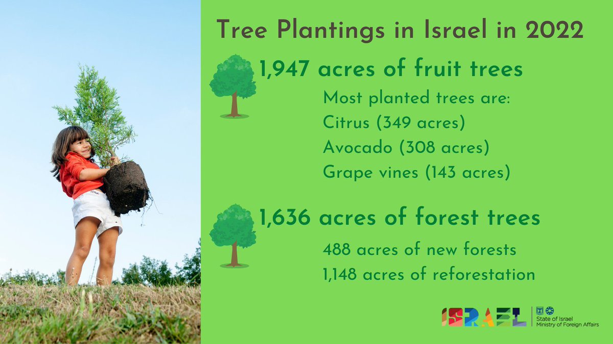 Today Israelis celebrate #TuBishvat 🌳🌸🍊- New Year of the Trees, and our Parliament's 🎂
Favourite customs: planting trees (so important!) and eating fruits (it's a dried fruit bonanza!), like the pomegranate, Rimon in 🇮🇱, and Anor in 🇺🇿, much beloved fruit in both countries ❤️