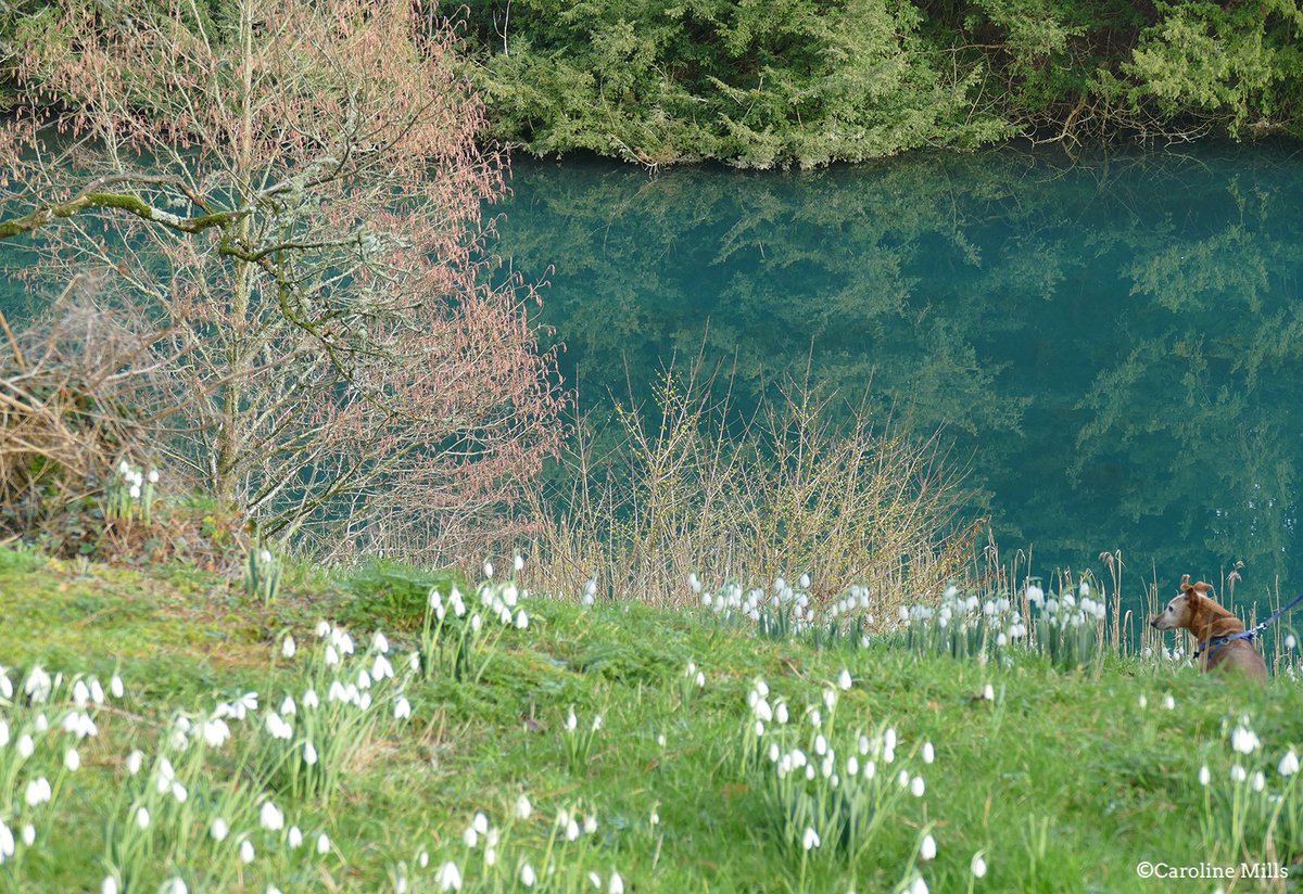 Beautiful afternoon <a href="/colesbournepark/">Colesbourne Gardens</a>, considered England's greatest #Snowdrop garden. More than 250 varieties of this elegant winter flower to see in a wonderful setting. Open every Sat/Sun afternoon until 26th February. Well worth a visit. #Cotswolds #garden <a href="/SlowCotswolds/">Slow Travel The Cotswolds</a>