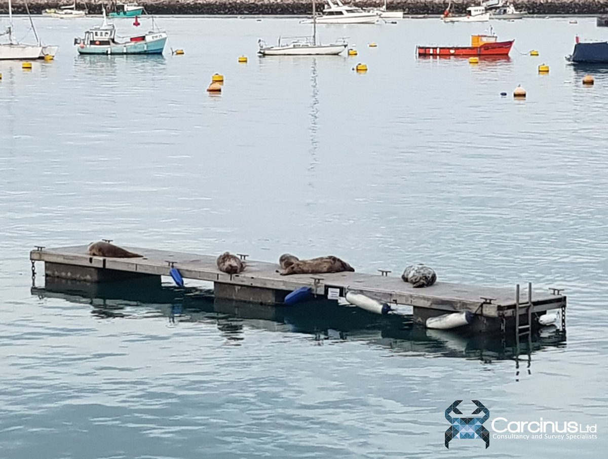 Carcinus_Ltd's tweet photo. We had some visitors on a recent survey at Lyme Bay! Fingers crossed we will see heaps more amazing wildlife as the survey season fast approaches 🤞 https://t.co/1Dm1GMv6sj