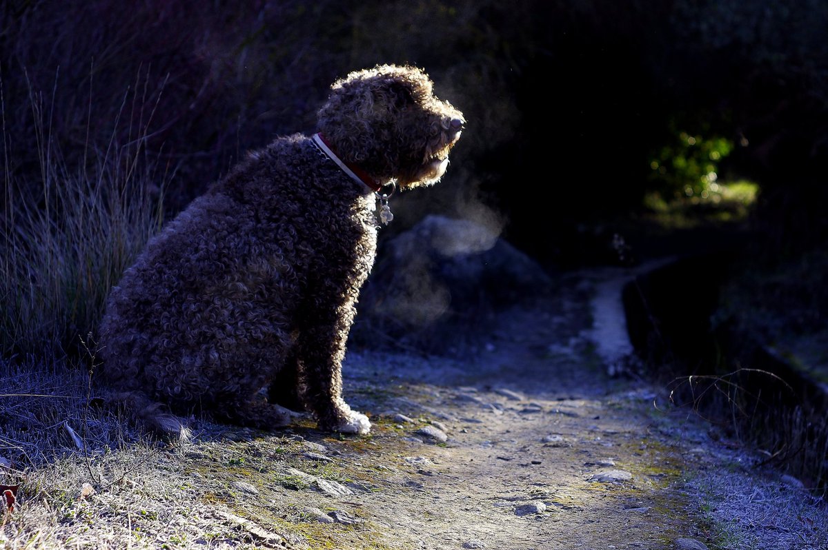 alayos61's tweet photo. Mañanas frías..
Parando lo justito.... 🐾🐕🙃
***
©Eloy
#spainwaterdog #pdae #pentaxk3II #perrodeaguaespañol #losalayosdilar https://t.co/m5fIlJLBnh
