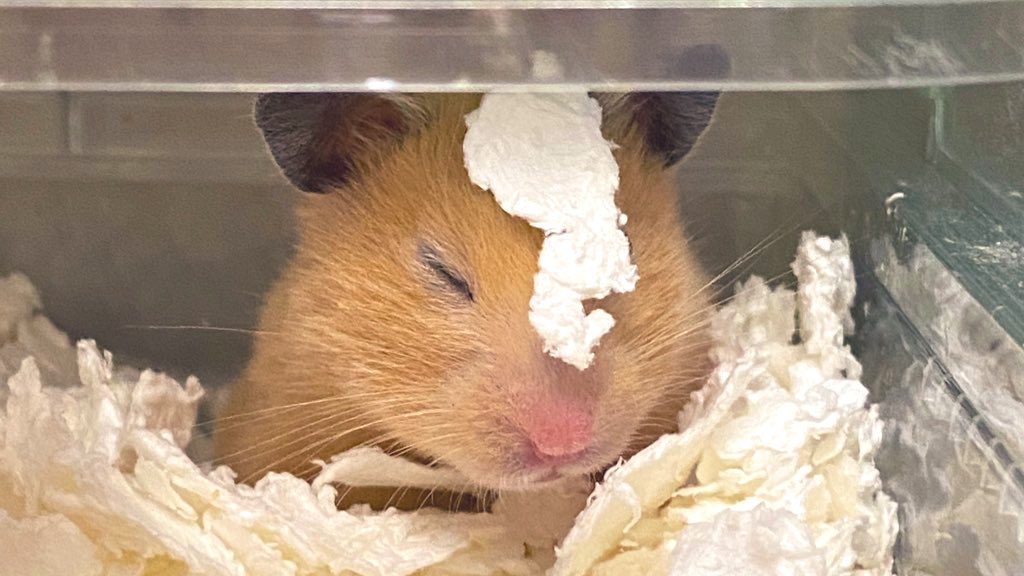 床材、乗ってますよ〜〜😪💤💛