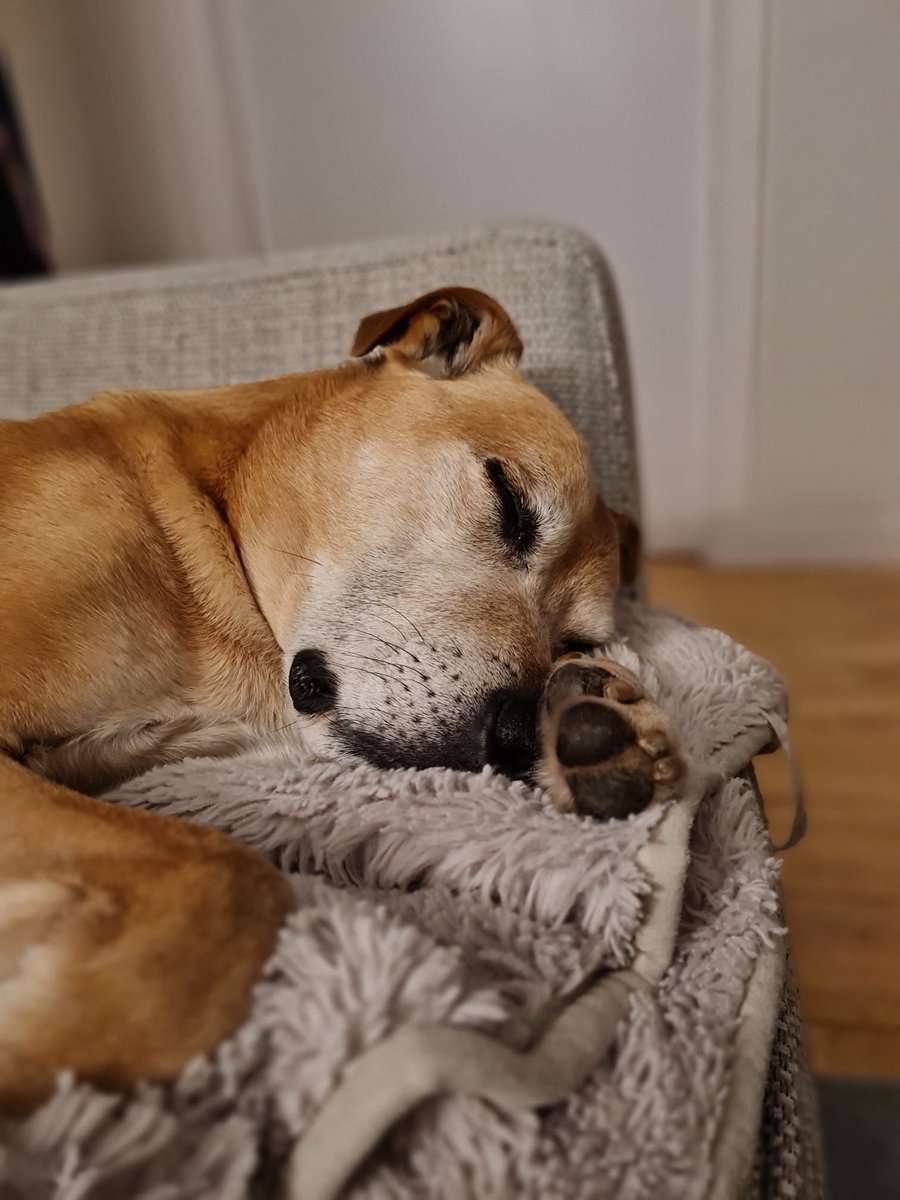 Said farewell to my beautiful Bruno on Friday . Hearts broken. Lover of all humans, soft words, fuzz heads, food and football. Thanks for 12 amazing years, a privilege right to the end ❤️💔🐾🐾🌈 Life won’t ever quite be the same without you.