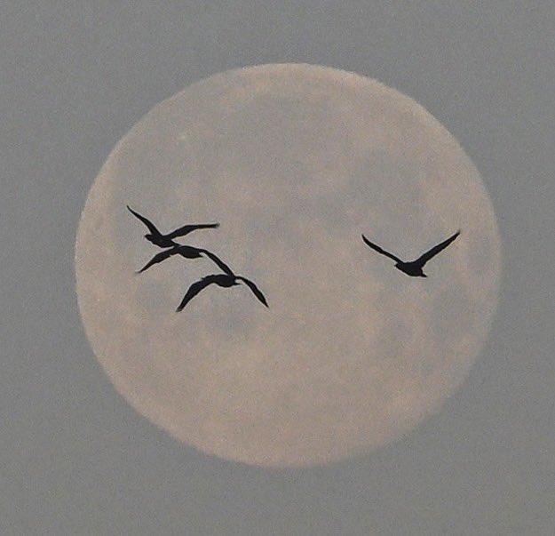 Jeff Overs tweet media