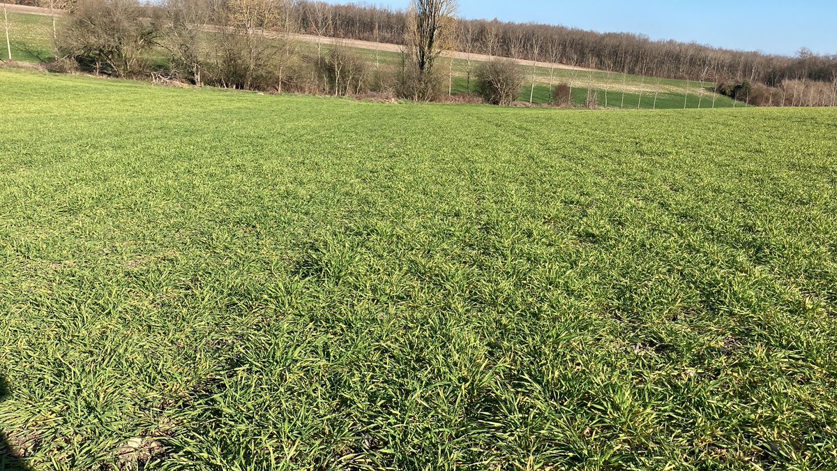 BUREAU20's tweet photo. Les orges d’hiver sont en avance, compliqué pour les désherber si besoin 🤔- la stratégie automne est indispensable @IMPAACTRESEAU https://t.co/GDRZCrrSfa