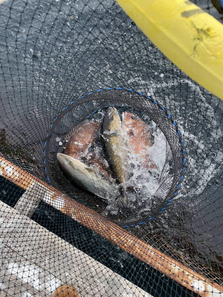 AlohaLei1230's tweet photo. 今日は仕事仲間と会場釣り堀へ🪣🎣
釣果はカンパチ×2、鯛×3
餌は、今回はミックなどの団子を使わず、冷凍ボケ、カツオの切り身、プチトマト、いわし、自作のササミで挑戦‼️結果……全部自作のササミで釣れた😭😭餌買わんでよかったやん(笑)
 #海上釣堀 #南伊勢 #和光 https://t.co/JVAiMHMK3B