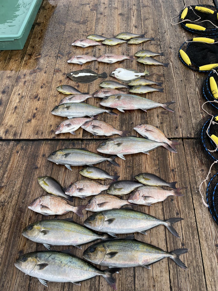 AlohaLei1230's tweet photo. 今日は仕事仲間と会場釣り堀へ🪣🎣
釣果はカンパチ×2、鯛×3
餌は、今回はミックなどの団子を使わず、冷凍ボケ、カツオの切り身、プチトマト、いわし、自作のササミで挑戦‼️結果……全部自作のササミで釣れた😭😭餌買わんでよかったやん(笑)
 #海上釣堀 #南伊勢 #和光 https://t.co/JVAiMHMK3B