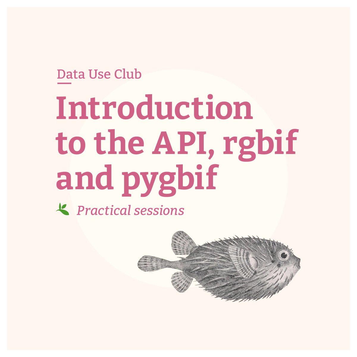 Need an intro or a refresher for the GBIF API, #rgbif &amp; #pygbif? Join our #DataUseClub practical session—

THIS WEDNESDAY 8 Feb @ 14:00 UTC

—to learn how these tools let you apply more complex data functions &amp; filters.

Details and link to registration:
gbif.org/event/1tpJPYkt…