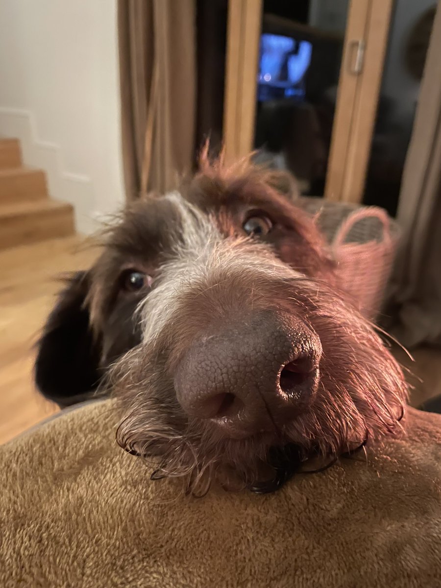 SarahWood71's tweet photo. @TheMontyDon Walter 😍 https://t.co/s7IPAIQi6W
