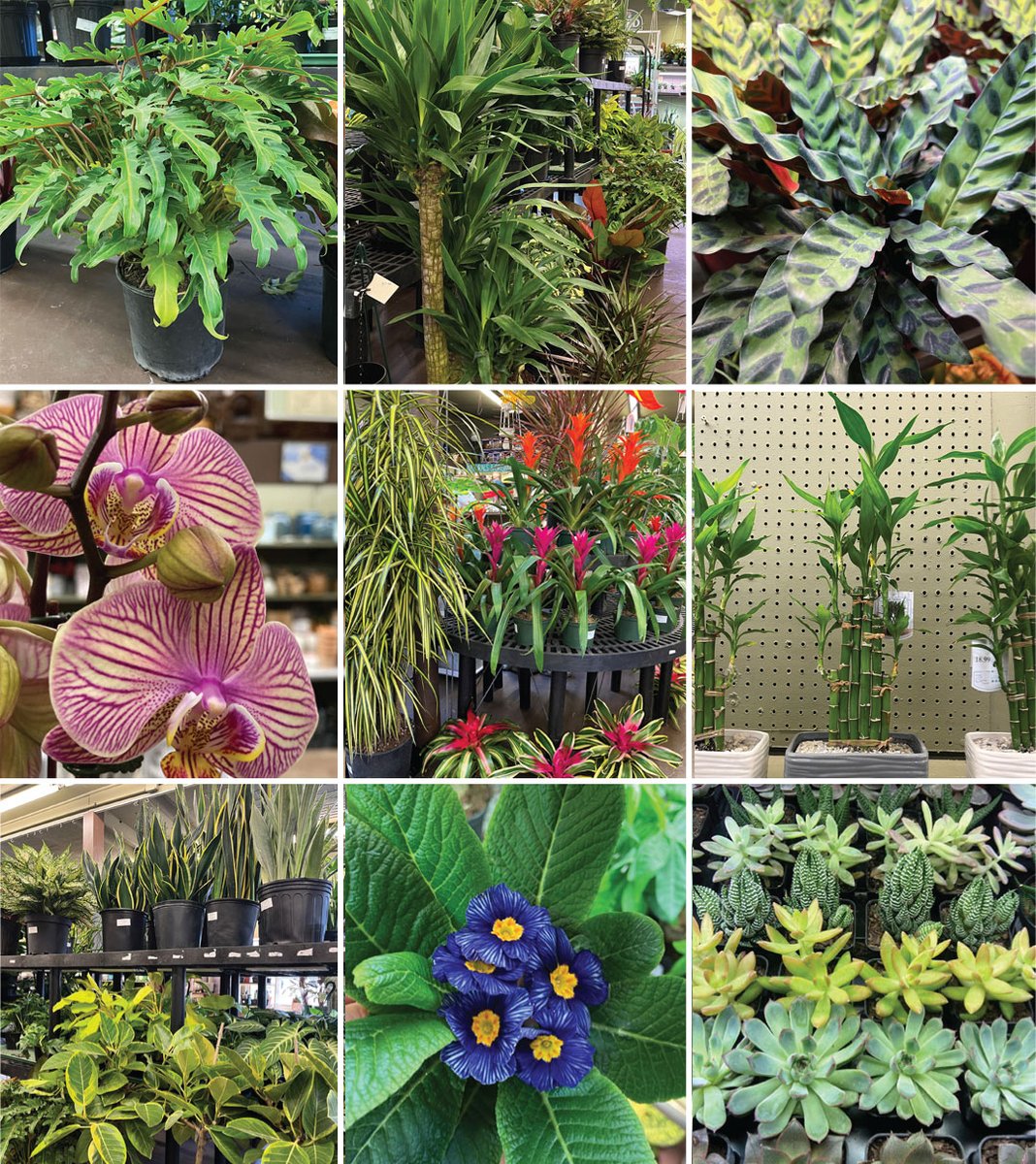 CaseysGardenShp's tweet photo. From Galentines to Valentines ♥️ We've Got You Covered! Find perfect Galentine's/Valentine's Day flowers for the special people in your life.
Grow some LOVE this Valentine's Day with our amazing selection of lush and unusual houseplants!
 - https://t.co/4otsD0g2xH https://t.co/wSySfiiwNL
