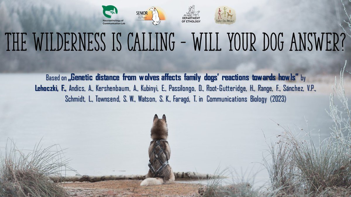 LehoczkiFanni2's tweet image. Our new study about dog howling suggests that breeds genetically closer to wolves (ancient breeds) respond with howling and stress to wolf howls more than modern breeds, but the age of the dog is a crucial factor. @holly_howls @IntlWolfCenter @Chimpsahoi @tamsa42 @FamDogProject