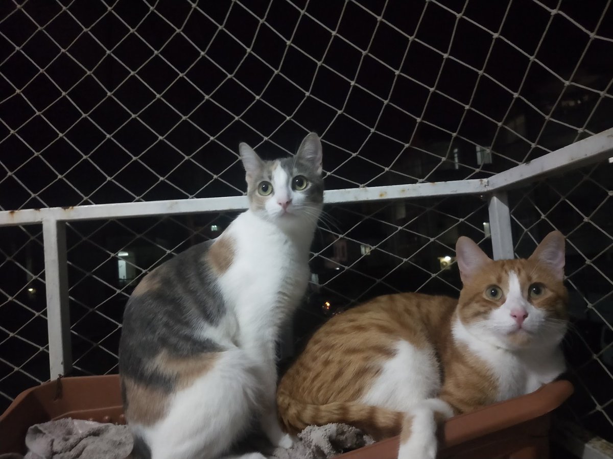 Lütfen yardım edin.Hatay Antakya depremde 3 kedim enkaz altında kaldı.Sarı olan TOMİ,siyah üç renkli ALASKA,gri üç renkli GAYOŞ. İsimlerine duyarlılar. Ürkekler ve saldırgan değiller. Tasmaları yok.Odabaşı mah ismet inönü cad Ayberk sokak başı atlas sağlıklı yaşam merkezi no:42