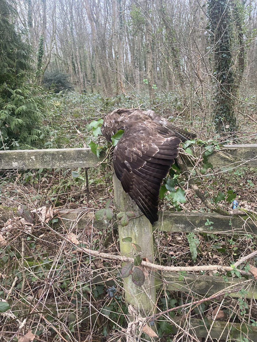 Saturday morning on a post in Penrhos opposite Alpoco… photo was shared with me this morning, looks like bird has either been deliberately placed, maybe clipped by a car, or worse a post springtrap… Surely not? Any thoughts or info? <a href="/AngleseyBirdman/">Ken Croft</a> <a href="/NWPRPU/">HGC Uned Plismona'r Ffyrdd/NWP Roads Policing Unit</a> <a href="/naturebites/">Kathy James</a>