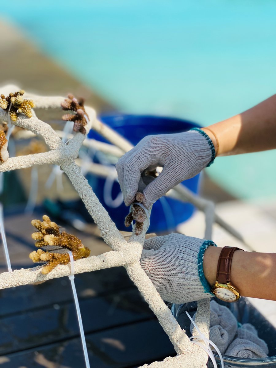 Do you know how we contribute to the restoration of the beautiful coral reefs in our blue lagoons? To learn more: sher.at/601939OdD

#SheratonMaldives #AdoptACoral  #VisitMaldives