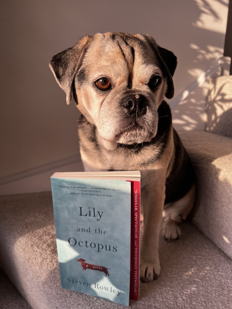 Our #BookoftheWeek is #bookshopdog approved…

*Tissues advised*

Lily and the Octopus - Stephen Rowley
#BookTwitter #preloved #shoplocal #dogsoftwitter