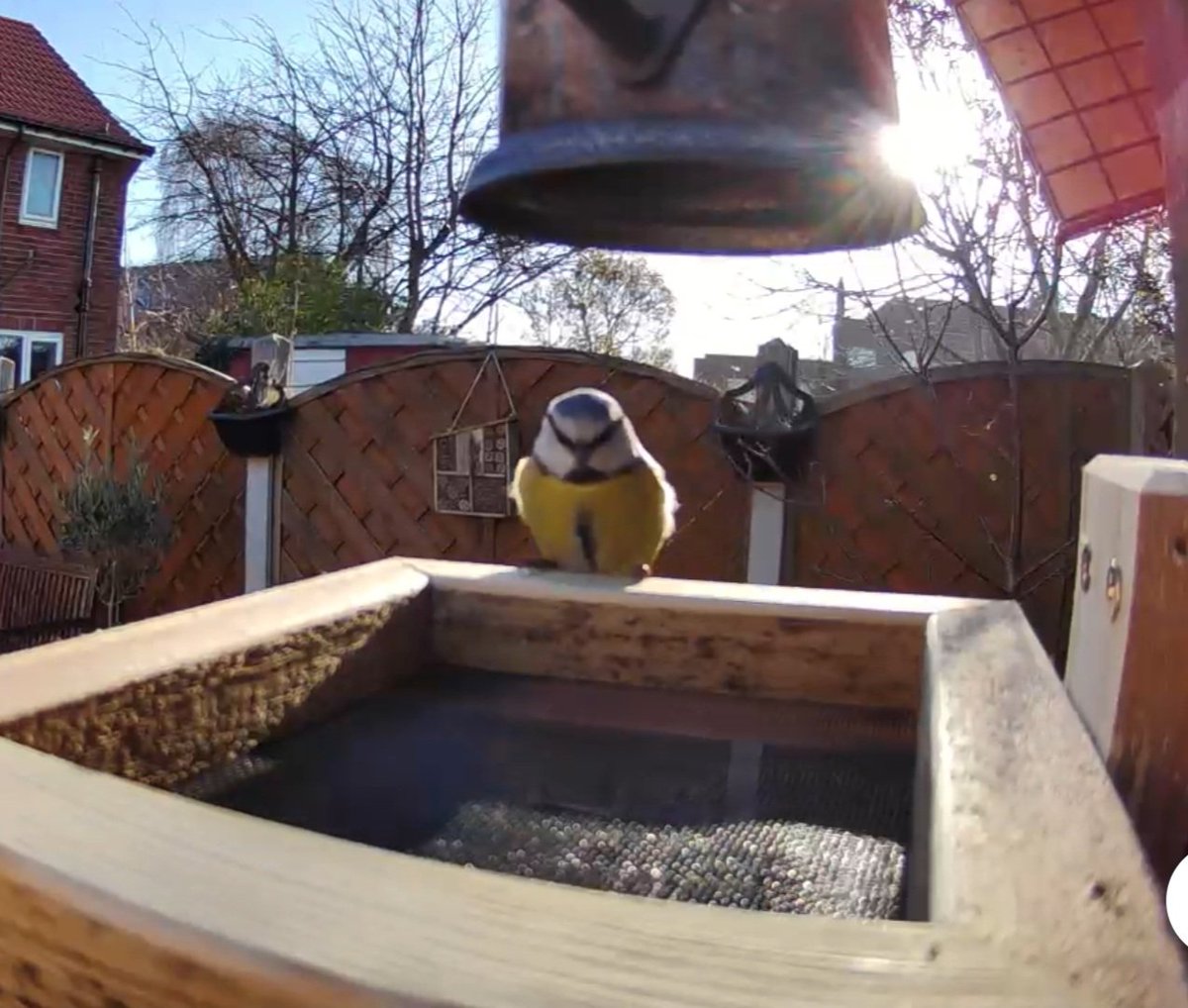 First visitor this morning after installing yesterday 🐦🤗