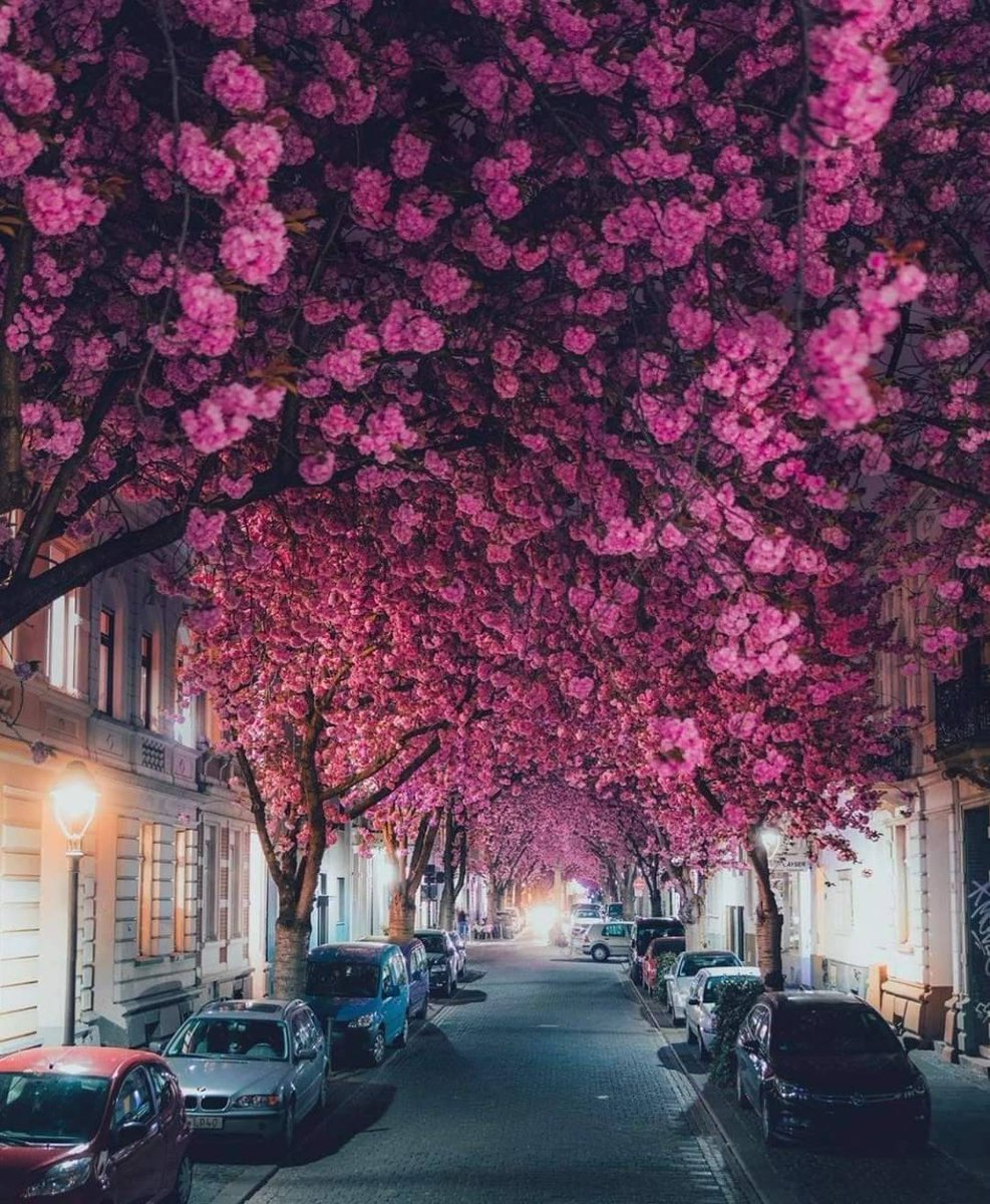 ScreenMix's tweet photo. أشجار الكرز في بون، ألمانيا.🌸💜 https://t.co/QiH6GrxZgb