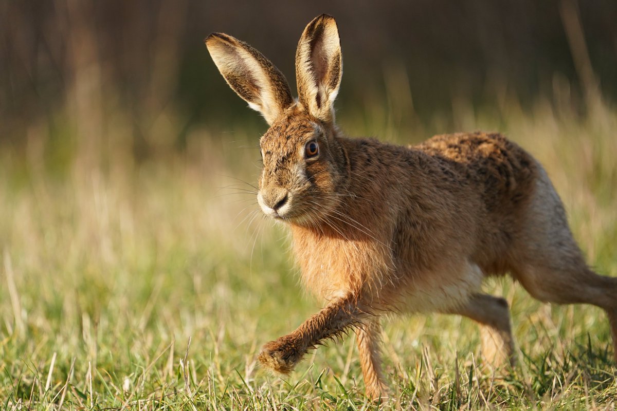 Suffolk Brown Hares yesterday
<a href="/Natures_Voice/">RSPB</a> <a href="/WildlifeMag/">BBC Wildlife</a>